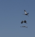 Brolgas in flight - Ord River