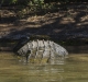 One biiig croc - Ord River