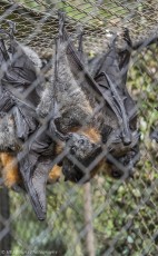 Bats, Gorge Wildlife Park