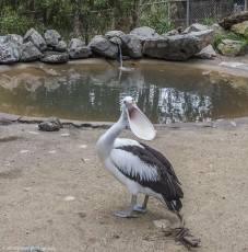 Pelicans, Gorge Wildlife Park