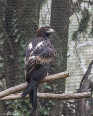 Wedge Tailed Eagle, Gorge Wildlife Park