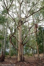 Golden Valley Tree Park Australian Collection