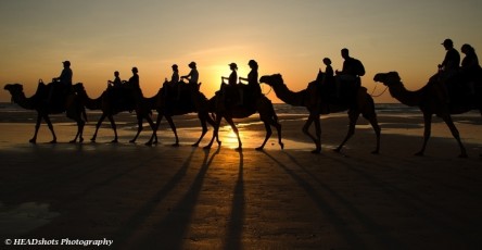 Cable Beach camels at sunset.