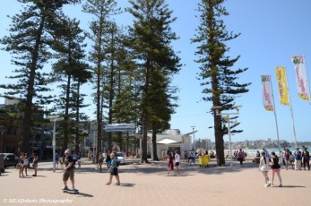 World famous Norfolk Island pines