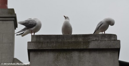 Posing seagulls