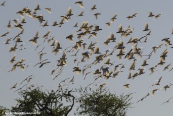 Birds on the wing - Parry Lagoons