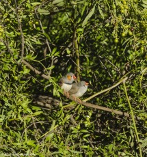 Pair of Double Barred Finches, Bungle Bungle Bush camp