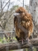 Bird of prey, Gorge Wildlife Park