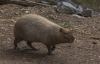 Capybara, Gorge Wildlife Park. Worlds biggest rodent!
