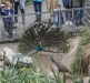 Peacock and Peahen, Gorge Wildlife Park
