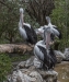 Pelicans, Gorge Wildlife Park-2