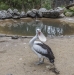 Pelicans, Gorge Wildlife Park-3