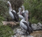 Pelicans, Gorge Wildlife Park