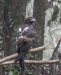 Wedge Tailed Eagle, Gorge Wildlife Park