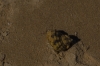 Hermit crab, Gantheaume Point, Broome