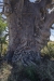 Ancient Boab tree-2