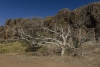 Gnarly old tree, Mimbi Caves
