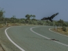 Wedgetail Eagle leaving road kill