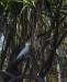 Sulphur Crested Cockatoo - Ord River
