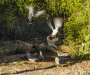 Crested Pigeons at Bungle Bungle Bushcamp