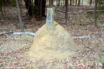 Termite nest and post