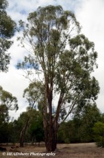 Golden Valley Tree Park Australian Collection