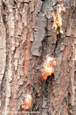 Tree sap