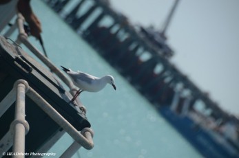 Seagull, Broome Port jetty