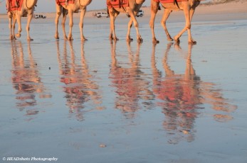 Camels on Cable Beach