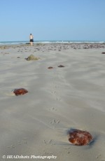 Trish and seagull tracks, Cable Beach