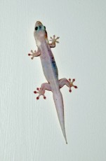 Gecko in our room at The Kimberley Grande