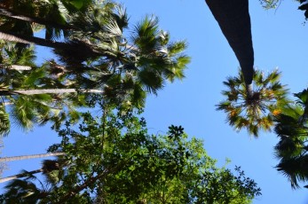 Palms at Zebedee Springs