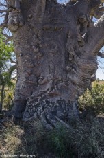 Ancient Boab tree