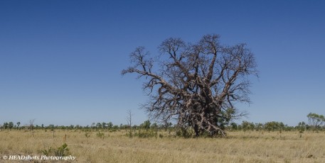 Ancient Boab tree