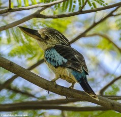 Kingfisher, Fitzroy River