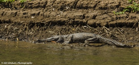 Small croc, Geikie Gorge, Fitzroy River