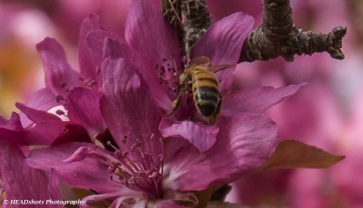 Tehran bee