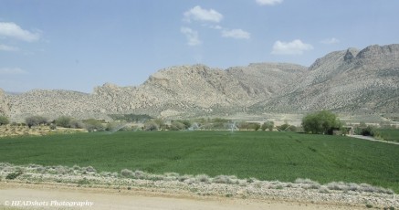 Cultivation on the way to Abarkuh