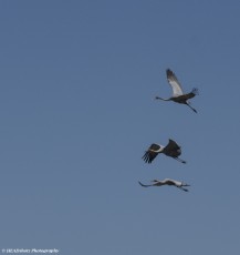 Brolgas in flight - Ord River