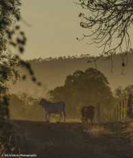 Cattle at sunrise - Ord River