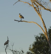 Ibis in the trees - Ord River