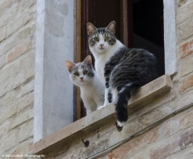 Cats, Torre di Palme, Le Marche