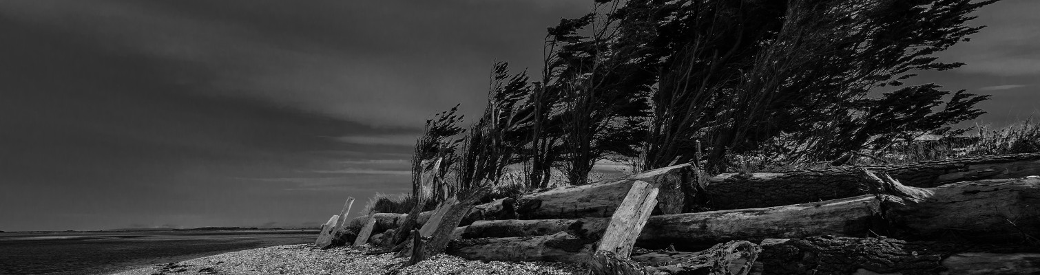 Windblown, protected – Fortrose NZ